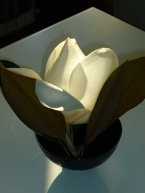 10-magnolia